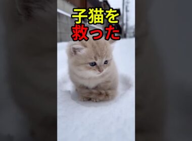 怖がる子猫に先住猫は【感動物語】 #shorts