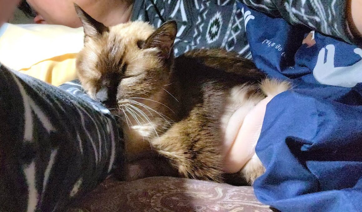 末期癌で〇期が近づくシャム猫が布団に潜り込んで隣に来てくれた🤧