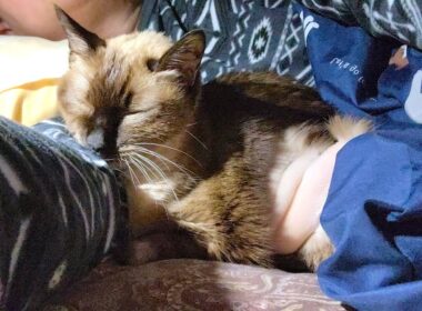 末期癌で〇期が近づくシャム猫が布団に潜り込んで隣に来てくれた🤧