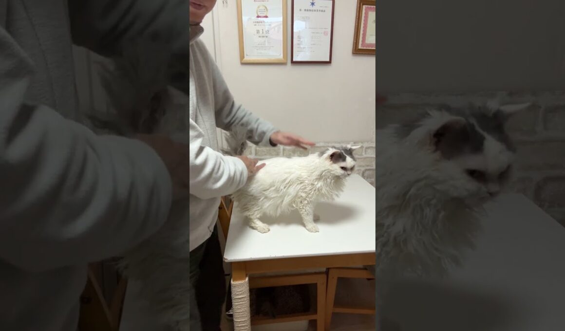 セルカークレックス（2025年2月22日生まれ）2【撮影日：2026.1.25】