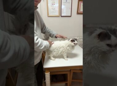 セルカークレックス（2025年2月22日生まれ）2【撮影日：2026.1.25】