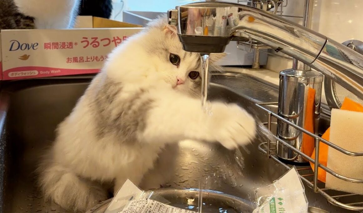 ママの家事を邪魔し続ける子猫がこちらです笑