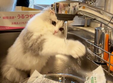 ママの家事を邪魔し続ける子猫がこちらです笑