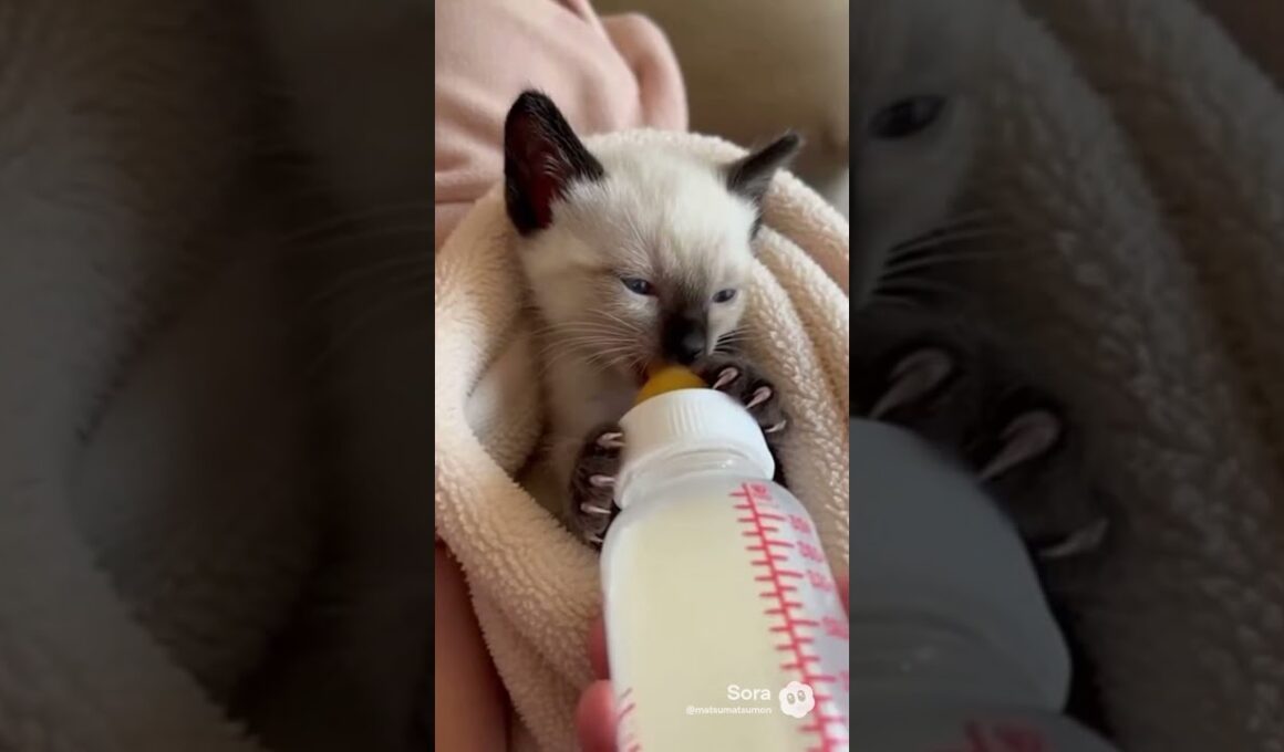 AI　シャム　ミルク哺乳瓶