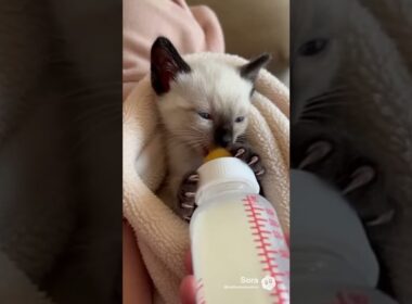 AI　シャム　ミルク哺乳瓶