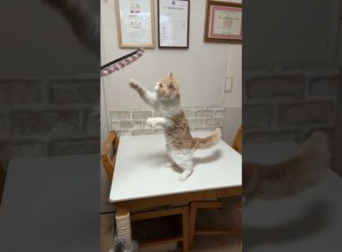 セルカークレックス（2025年9月6日生まれ）1【撮影日：2026.1.25】