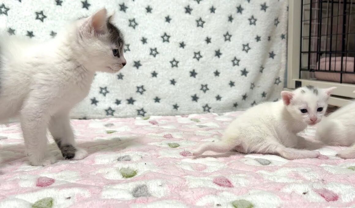 赤ちゃん猫と初対面した子猫【坊ちゃん日記#23】A kitten meeting baby cats for the first time
