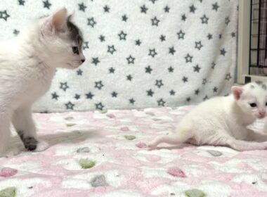 赤ちゃん猫と初対面した子猫【坊ちゃん日記#23】A kitten meeting baby cats for the first time