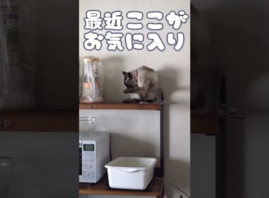 家政婦は見た👁️👁️ #cat #catshorts #シャム猫 #しゃむねこ #ねこのいる暮らし #ねこのいる生活