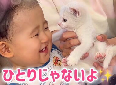 【子猫と赤ちゃん】白血病陽性の子猫にできた､初めての友達✨