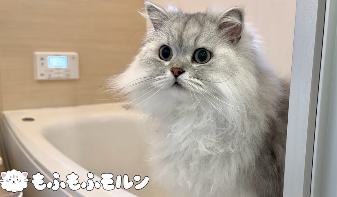 お風呂で猫トイレを洗うと… 【サイベリアン】