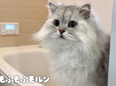 お風呂で猫トイレを洗うと… 【サイベリアン】