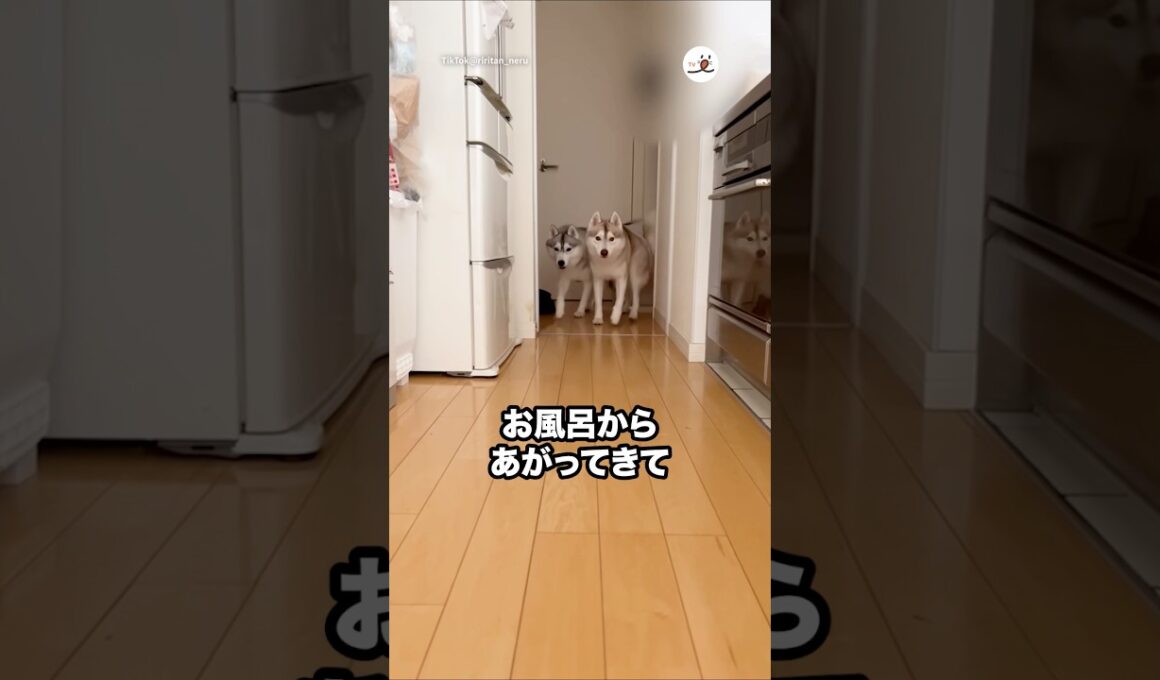 お風呂上がりに子猫を探すハスキーたち｜PECO