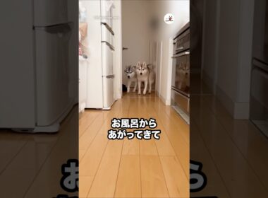 お風呂上がりに子猫を探すハスキーたち｜PECO
