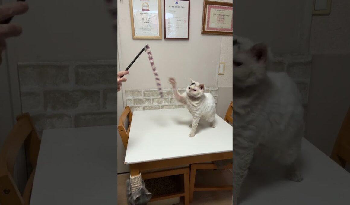 セルカークレックス（2025年4月24日生まれ）1【撮影日：2026.1.25】