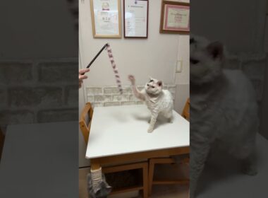 セルカークレックス（2025年4月24日生まれ）1【撮影日：2026.1.25】