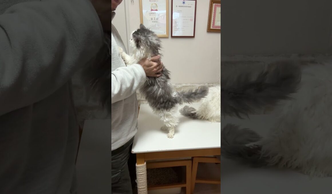 セルカークレックス（2025年2月22日生まれ）1【撮影日：2026.1.25】