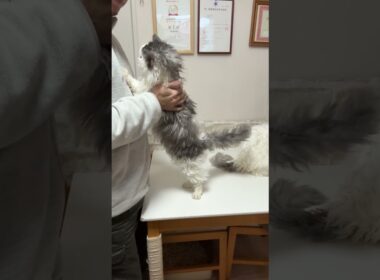 セルカークレックス（2025年2月22日生まれ）1【撮影日：2026.1.25】