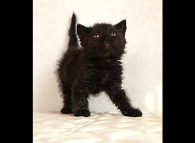 セルカークレックス子猫　Selkirk Rex　2025.12.4産まれ　　ブラック　黒猫　巻き毛　男の子　シーダキャット猫のお店