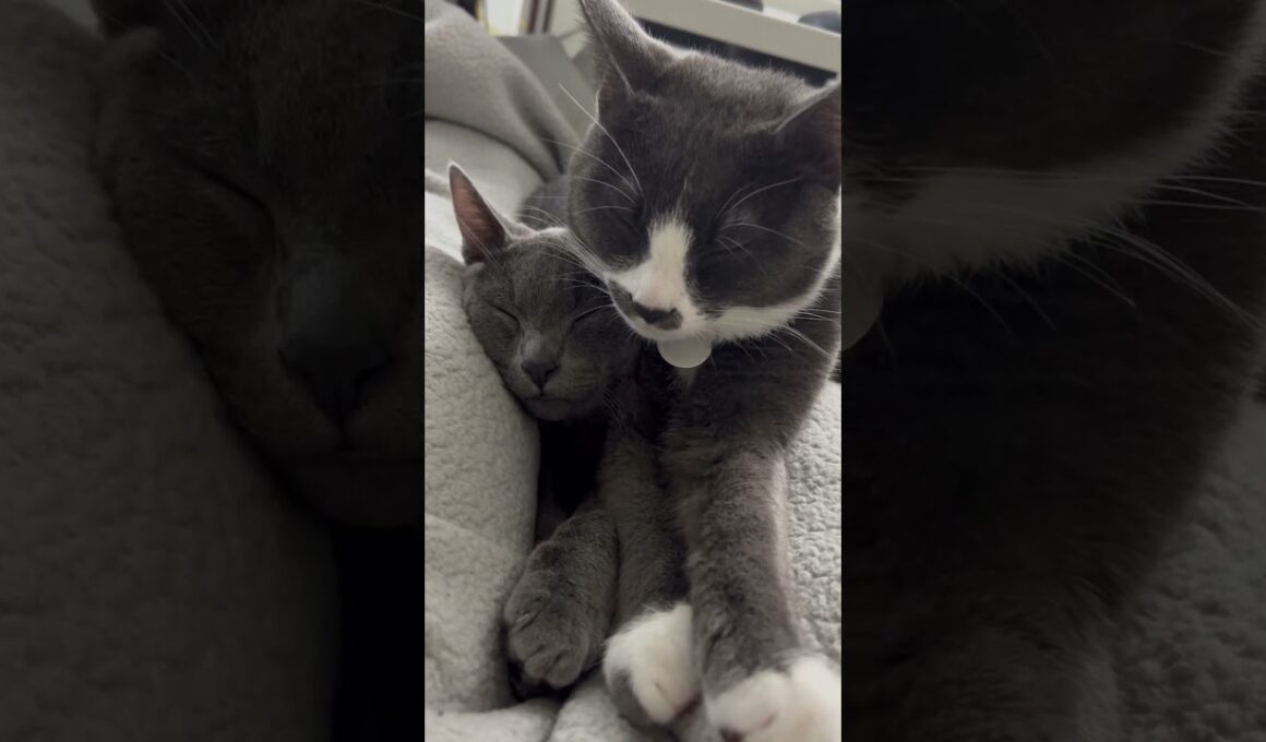 寝るのがお仕事！姉弟仲良くおねんねタイム #子ネコ