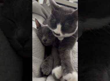 寝るのがお仕事！姉弟仲良くおねんねタイム #子ネコ