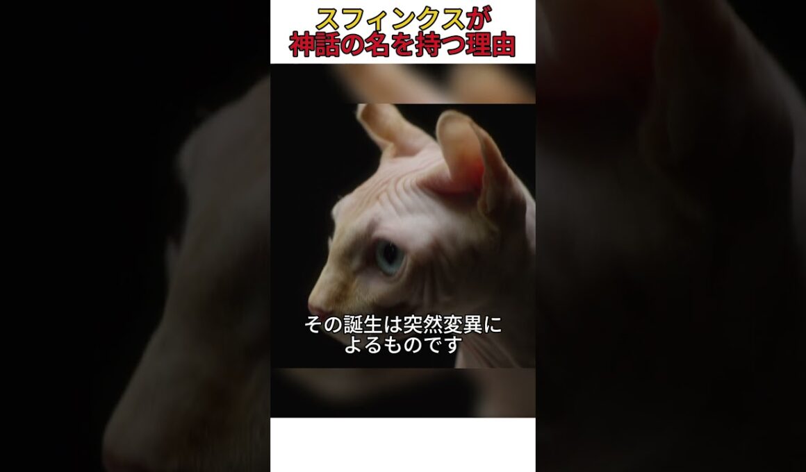 スフィンクスが神話の名を持つ理由 #猫
