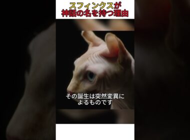 スフィンクスが神話の名を持つ理由 #猫