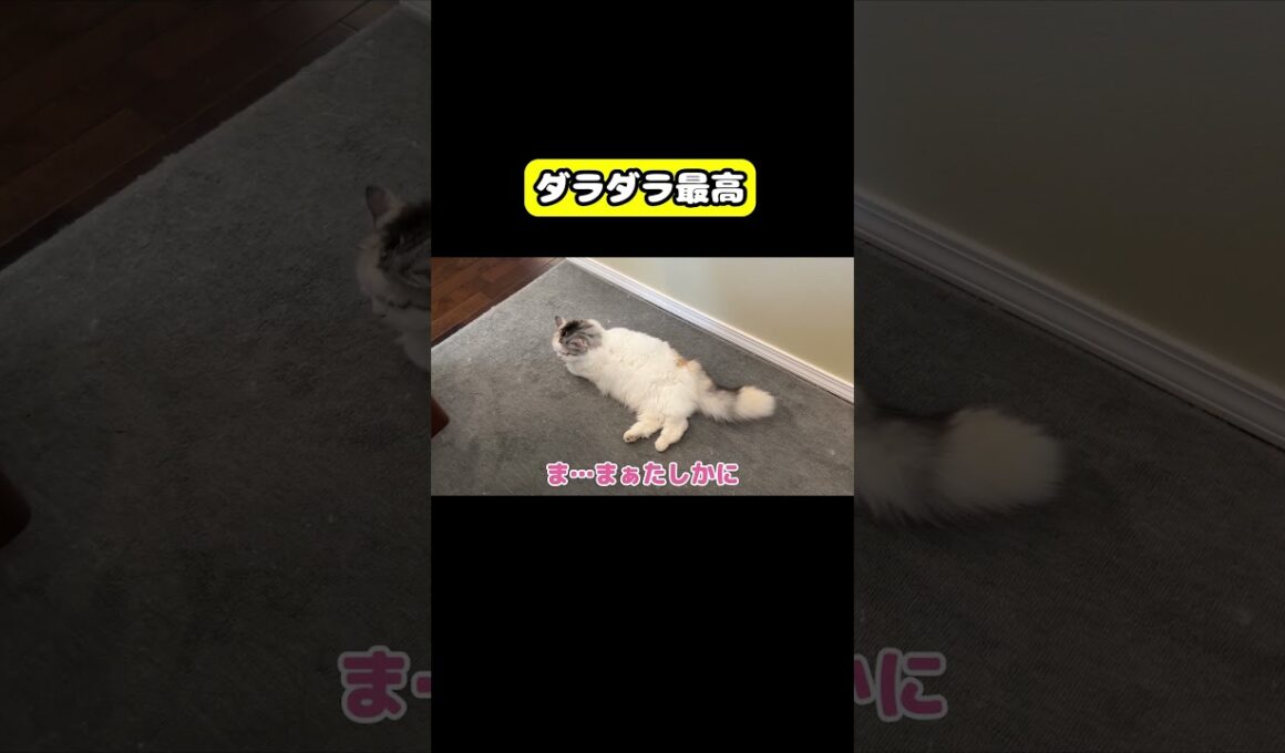 ダラダラ最高　#猫 #おもしろ #アテレコ #ニャンチューバーつくし