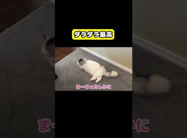 ダラダラ最高　#猫 #おもしろ #アテレコ #ニャンチューバーつくし