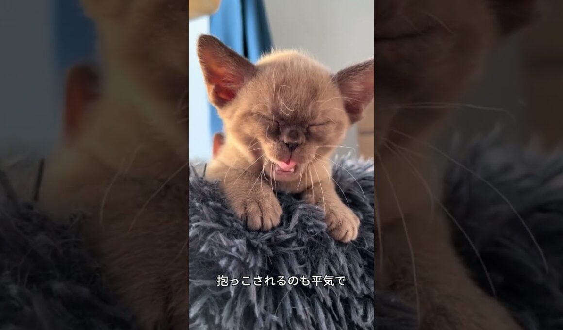 これがバーミーズ！人が大好きすぎる甘えんぼう猫🐱✨ #バーミーズ#猫好き #かわいい猫