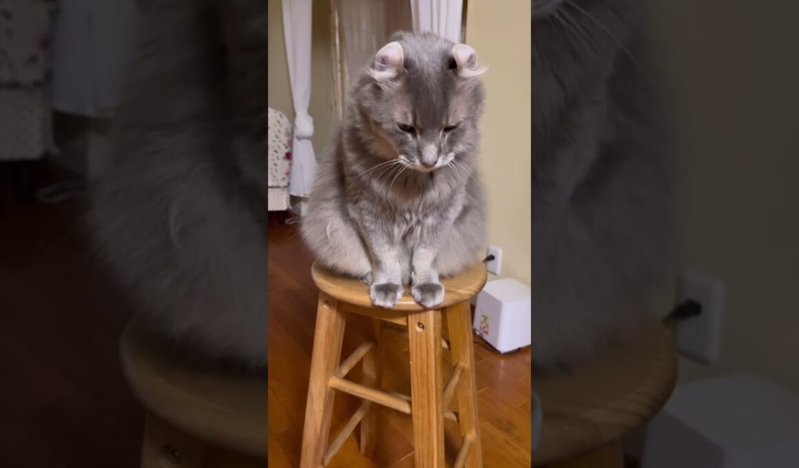 三角おにぎりカールくん #ねこ動画 #アメリカンカール