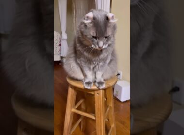 三角おにぎりカールくん #ねこ動画 #アメリカンカール