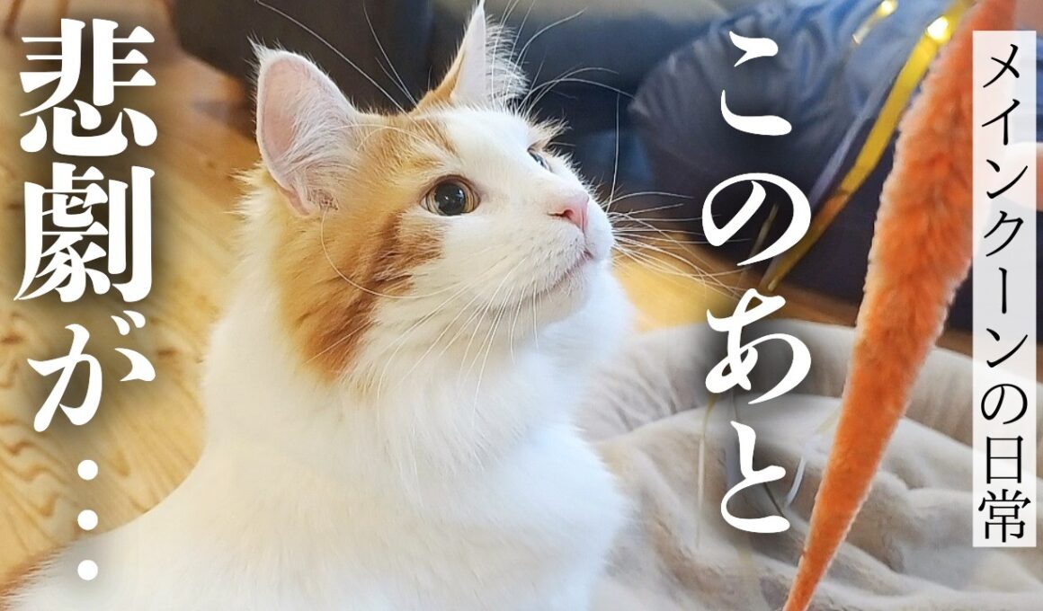 世界一大きいメインクーンの本気の猫パンチを受けてみたら...