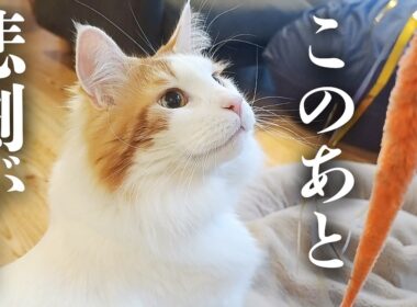 世界一大きいメインクーンの本気の猫パンチを受けてみたら...