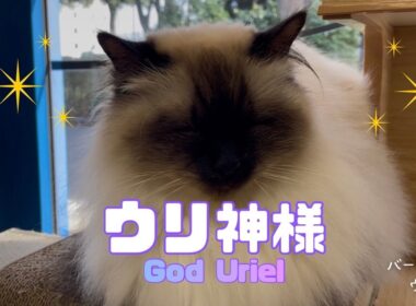 バーマン猫ウリ【ウリ神様】God Uriel（バーマン猫）Birman/Cat