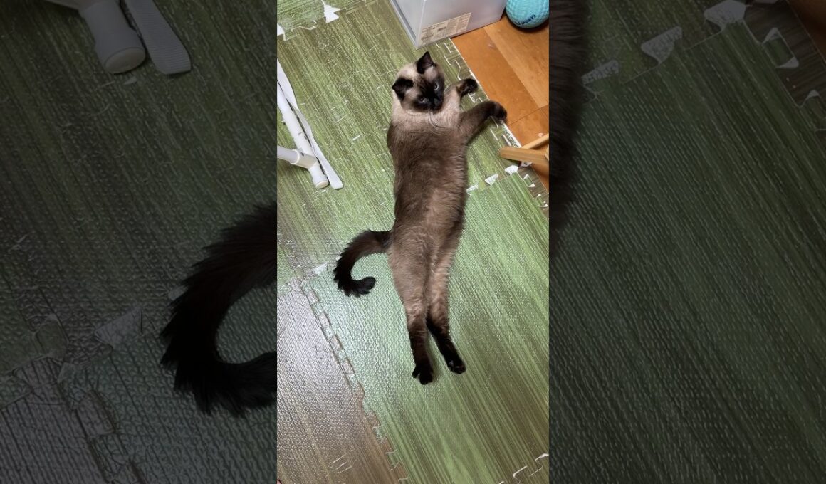 伸びてるシャム猫のふくさん【たぬき猫】 #shorts  #猫のいる暮らし #cat #ねこ #しゃむねこ#cute