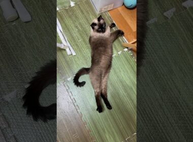 伸びてるシャム猫のふくさん【たぬき猫】 #shorts  #猫のいる暮らし #cat #ねこ #しゃむねこ#cute