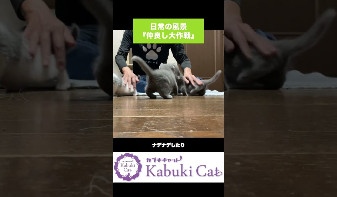 生後49日の子猫【楽しく学習・呼び戻し】シャルトリュー✖️ブリティッシュショートヘア #シャルトリュー #子猫  #シャルトリュー
