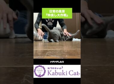生後49日の子猫【楽しく学習・呼び戻し】シャルトリュー✖️ブリティッシュショートヘア #シャルトリュー #子猫  #シャルトリュー