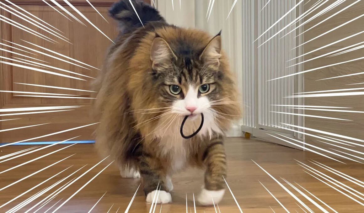 自分のことを犬だと思い込んでいるデカ猫がこちらです