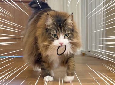 自分のことを犬だと思い込んでいるデカ猫がこちらです