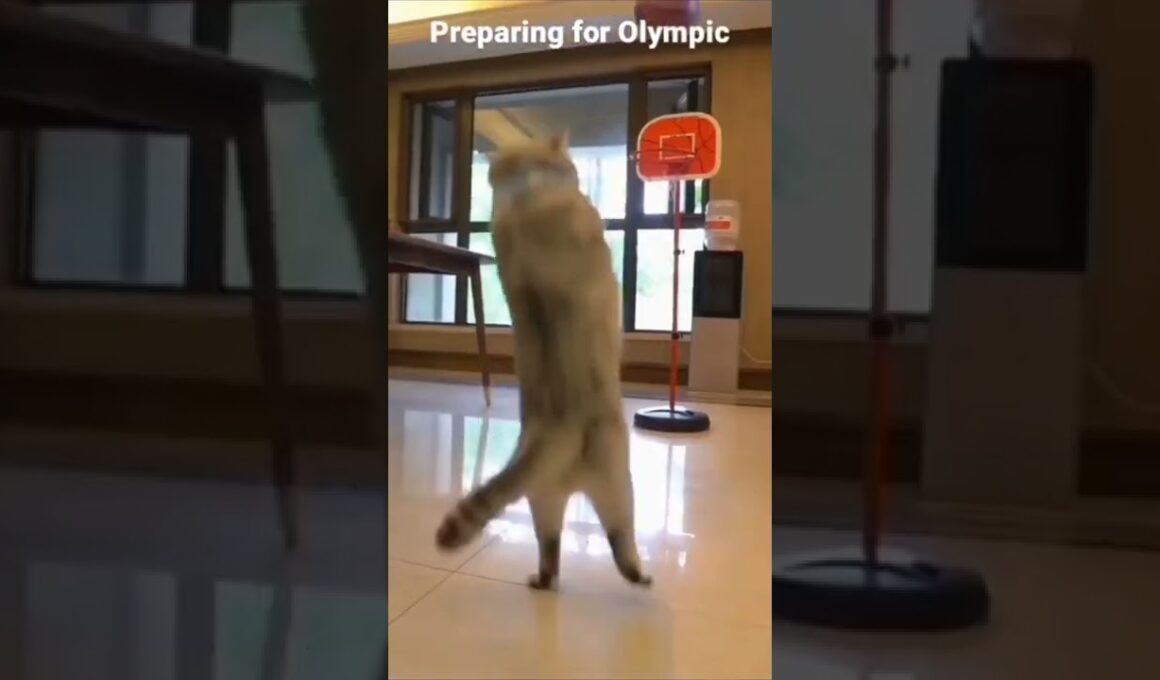 Kucing main bola basket #shorts