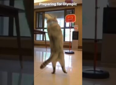 Kucing main bola basket #shorts