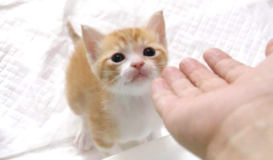 手レベーターに乗せて！と鳴く子猫がカワイイ【赤ちゃん猫　保護猫】