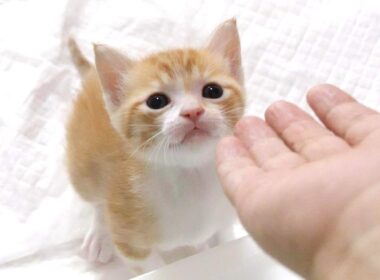 手レベーターに乗せて！と鳴く子猫がカワイイ【赤ちゃん猫　保護猫】