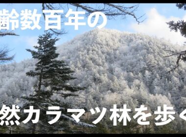 樹齢数百年、天然カラマツ林をスノーシューハイク。（リハビリ編）
