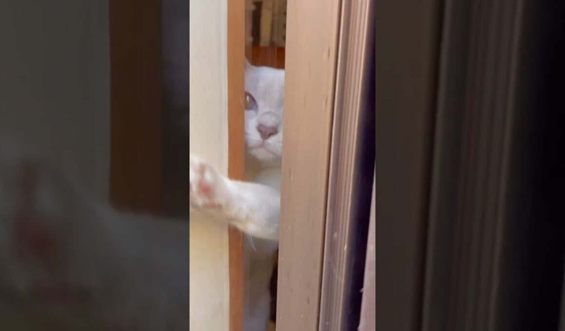 Don't go anywhere !窓掃除寒い🥹 #rosybrown #ねこ