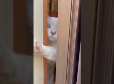 Don't go anywhere !窓掃除寒い🥹 #rosybrown #ねこ