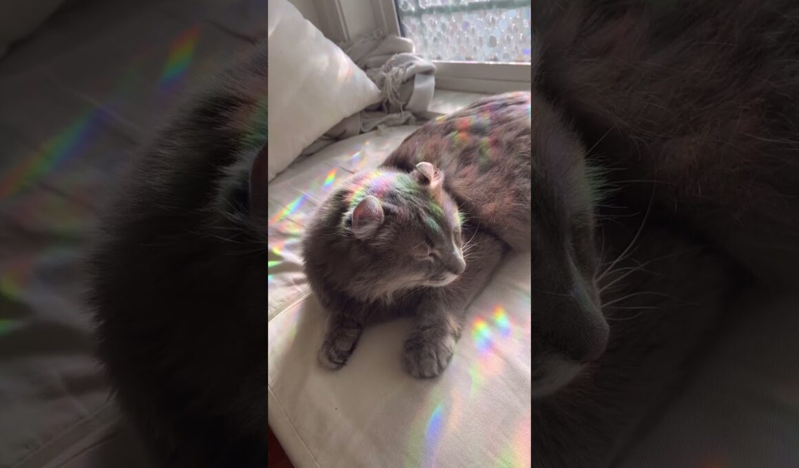 虹 #ねこ動画 #アメリカンカール #猫好きさんと繋がりたい