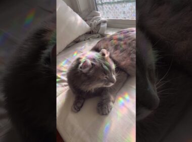 虹 #ねこ動画 #アメリカンカール #猫好きさんと繋がりたい